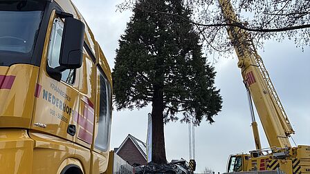 Op de foto zijn een gele vrachtwagen en een gele hijskraan te zien. De hijskraan heeft een boom vasthangen die wordt verplaatst.