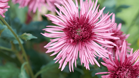 Op de foto zijn paarse bloemen te zien.