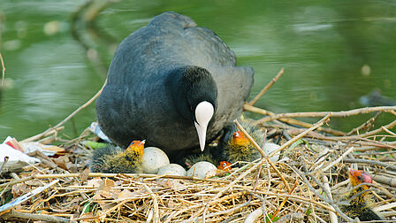 Op de foto is een meerkoet met haar jongelingen en eieren op een nest te zien.