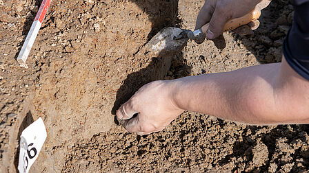 Voorzichtig worden in het zand botrestanten vrijgemaakt op het terrein van Flora Campus Westland