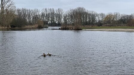 Foto van eenden in de plas van het Prinsenbos