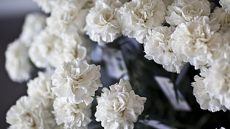 Op de foto is een bos witte bloemen te zien.