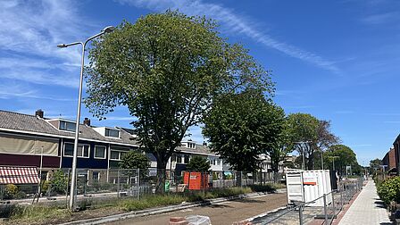 foto van iepen in de Oudelandstraat